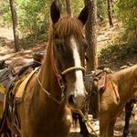 Horseback Riding in the Agavero Landscape