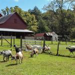 Carl Sandburg Home National Historic Site