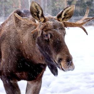 Moose Spotting Tour in Kiruna