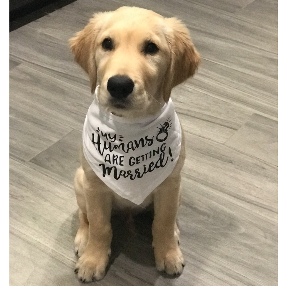 Baby Breck has an announcement. My humans are getting married!