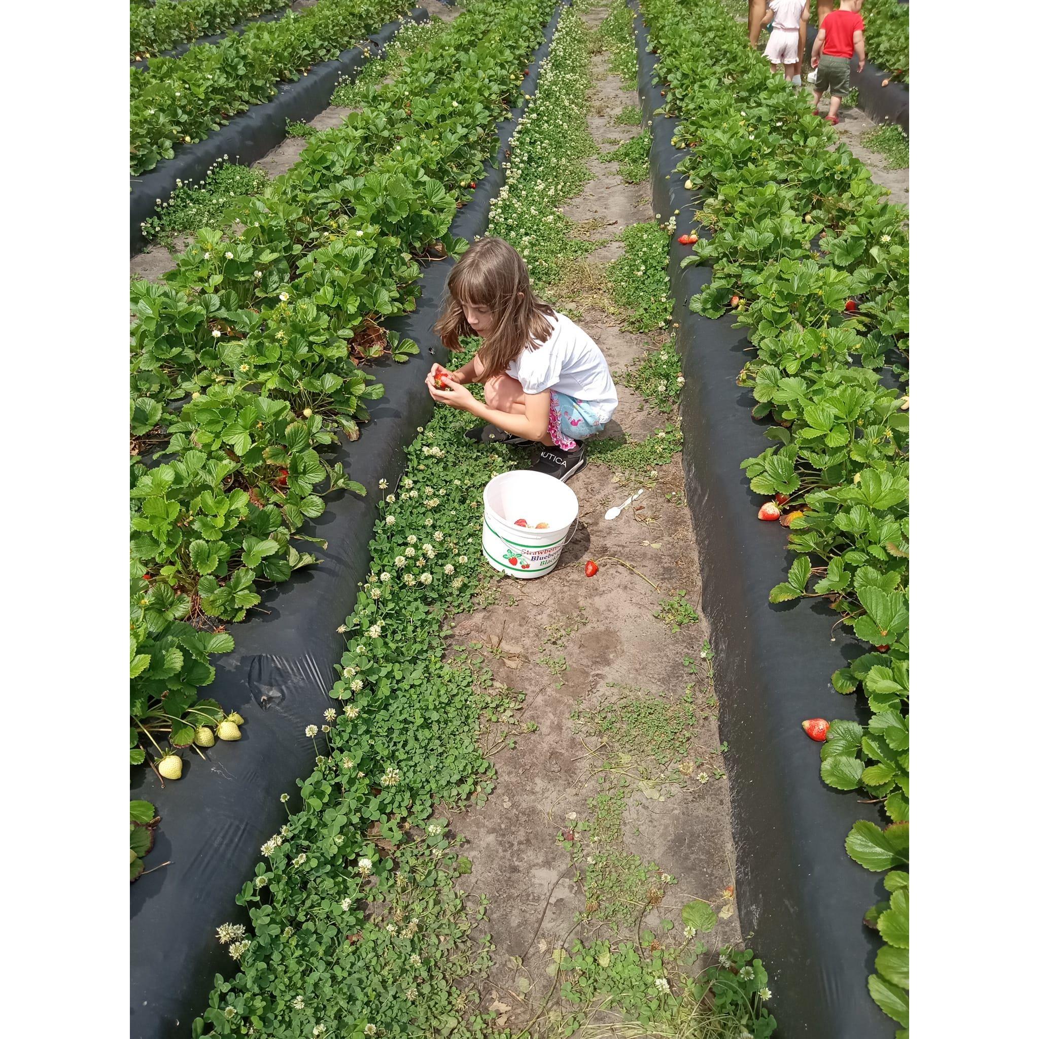 Strawberry Picking
