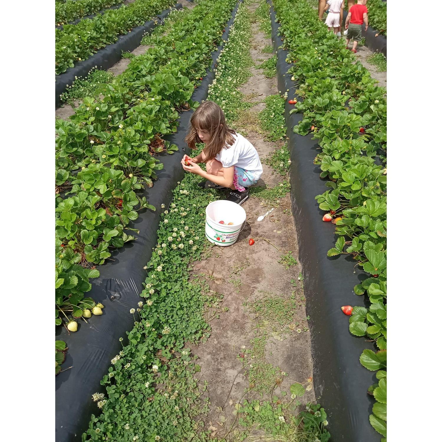 Strawberry Picking