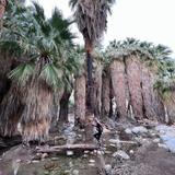 Murray Canyon Trail