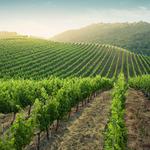 Napa Valley