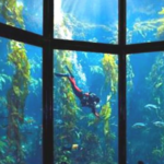 Monterey Bay Aquarium
