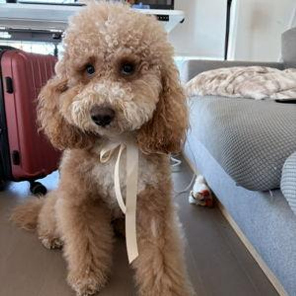 Puppy Treat Fund