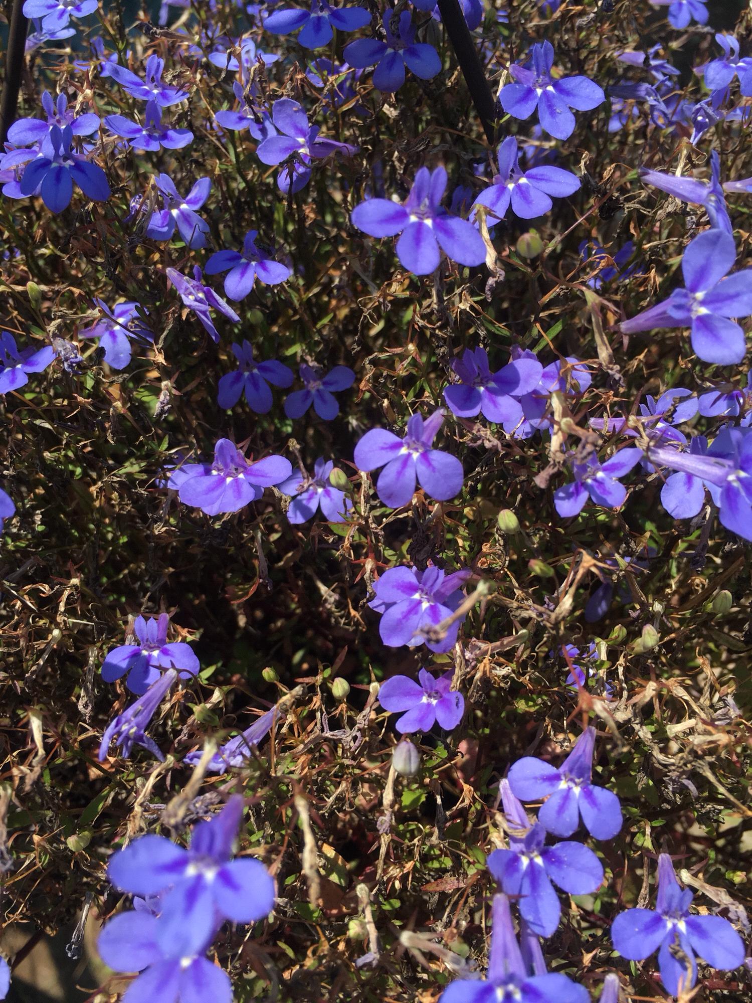 Mama says flowers are like chocolate-- or somethin' or nuther