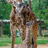 Greenville Zoo