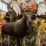 Chandler Scheels Career Center