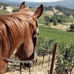 🍷🐴Vinicola Adobe Guadalupe