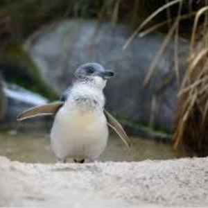 Penguin encounter