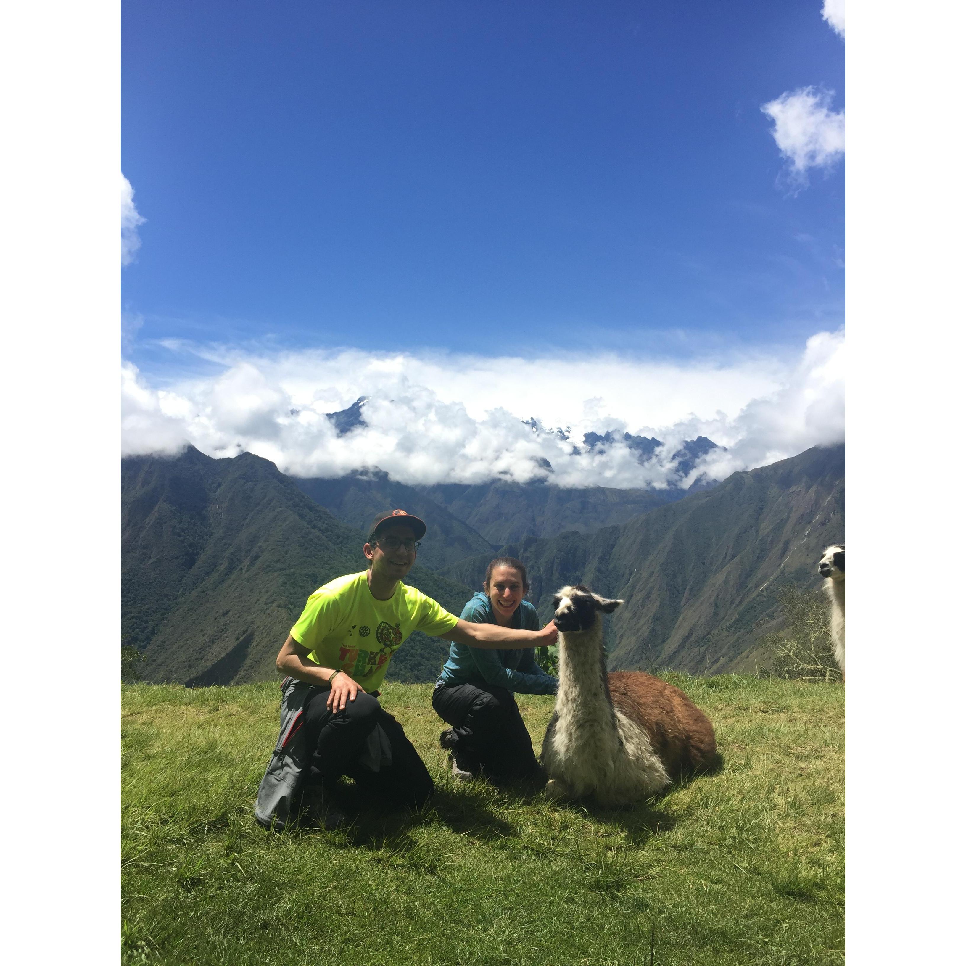Llama love