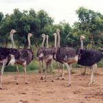 Ostrichland USA