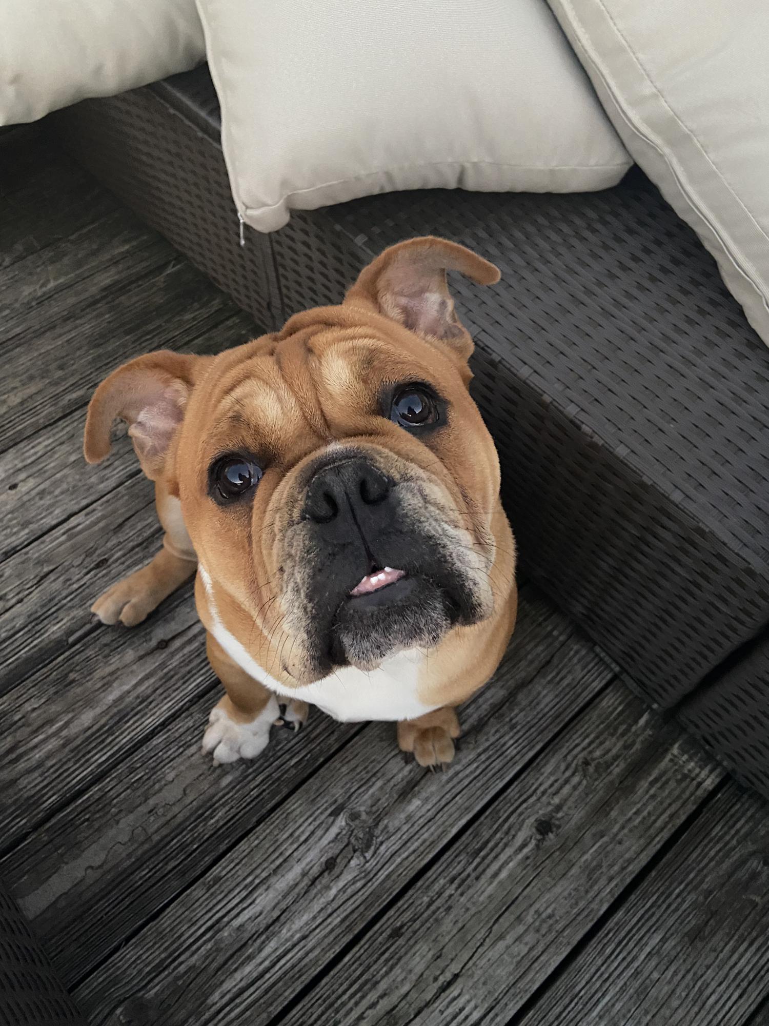 Louie, the best boy, 2021