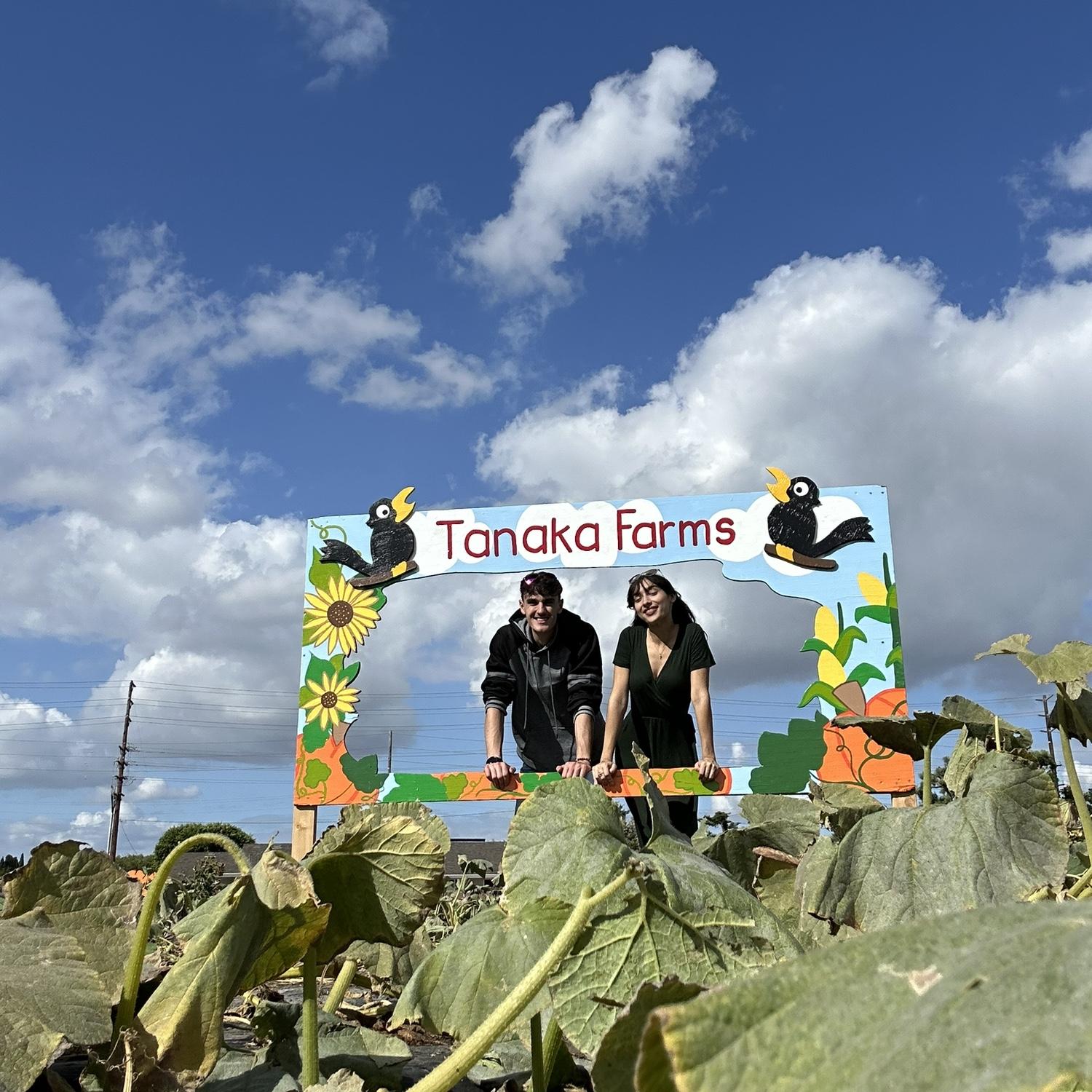 Tanaka Farms. Petting zoo, sunflower fields, & pumpkin pickin’ ☺️