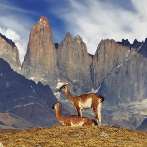Guided Wildlife Watching in Patagonia
