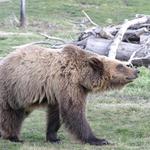 WSU Bear Center