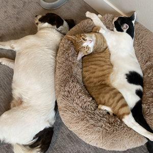 King Size Bed Fund