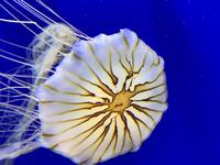Georgia Aquarium