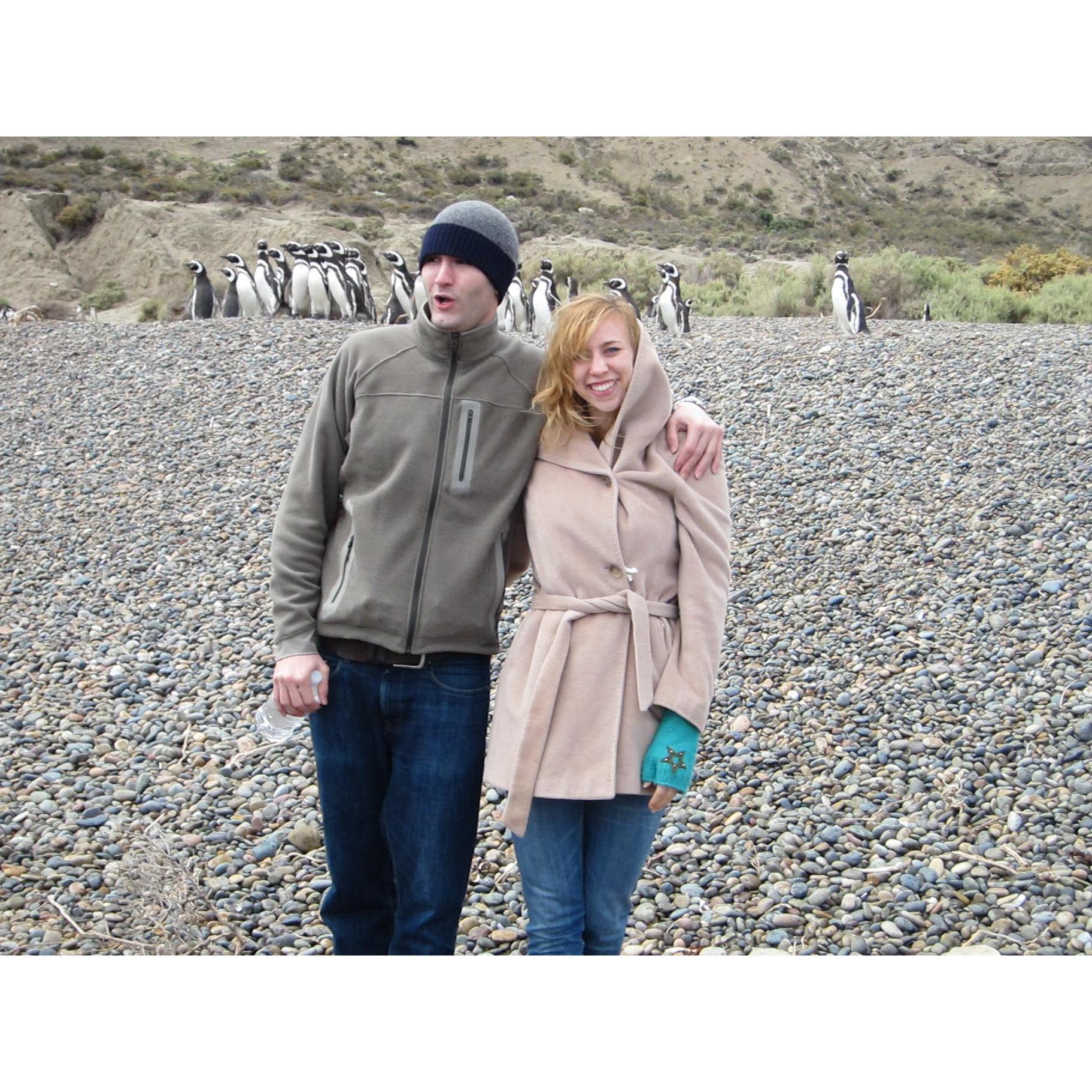 Penguins in Argentina