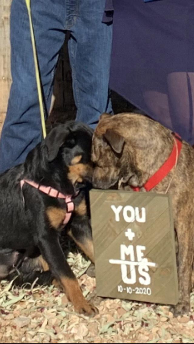 Our beautiful dogs holding our sign