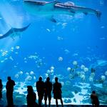 Georgia Aquarium