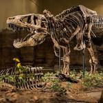 Carnegie Museum of Natural History