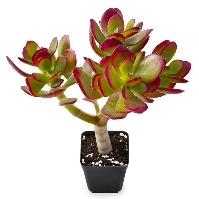 Sprout N Green Dwarf Jade - Crassula Ovata Crosby's Compact, Rare Cute Succulent Plant Fully Rooted in 2" Pot