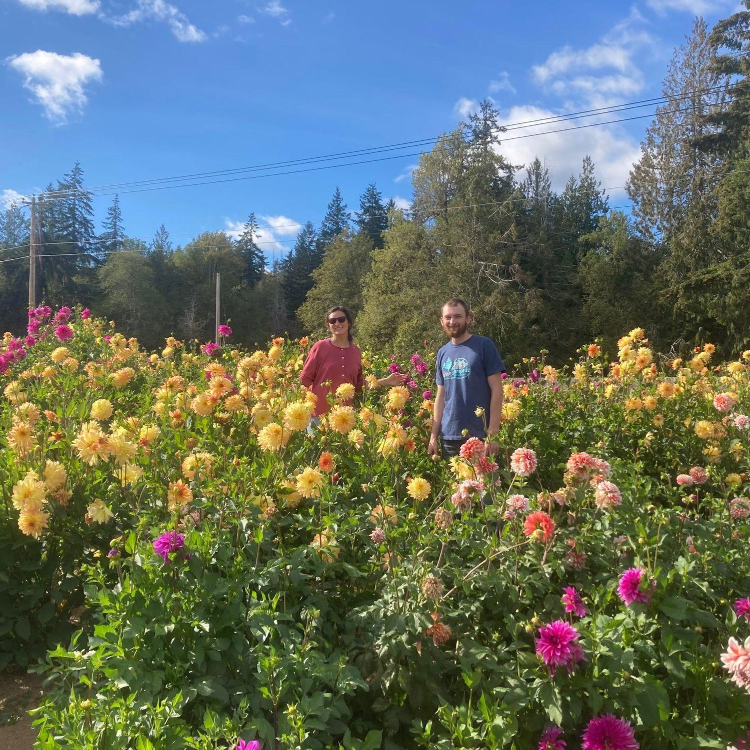 Dahlia farm September 2022
