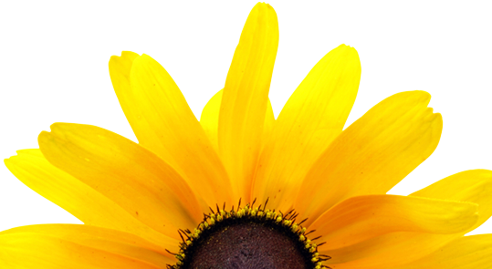 Footer image