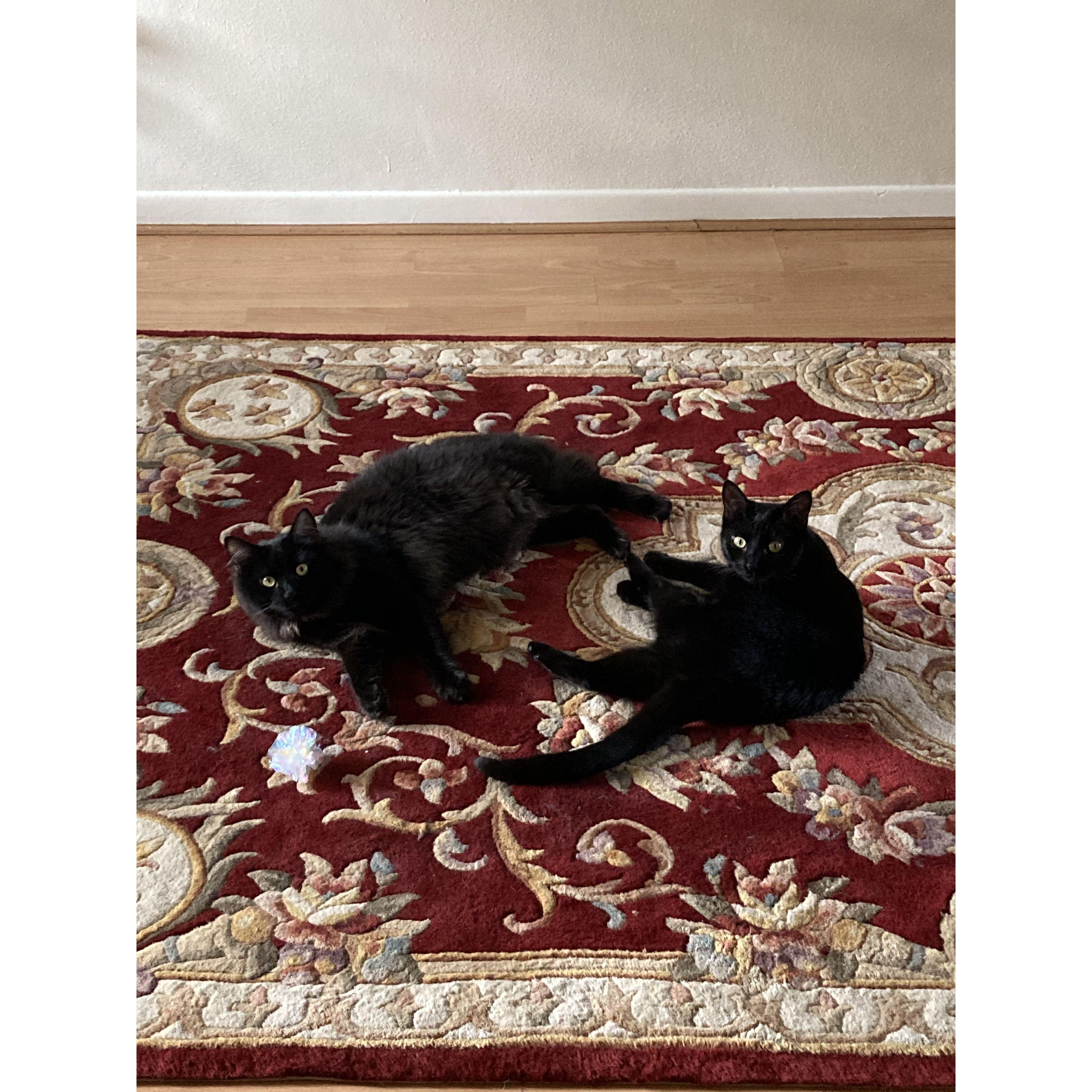 They're not kitten around!