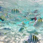 Full-Day Tour to Punta Rucia and Cayo Arena with Snorkeling