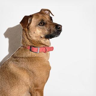 Modern Dog Collar