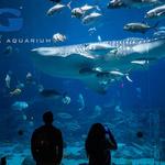 Georgia Aquarium