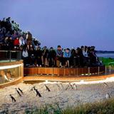 Penguin Parade Visitor Centre