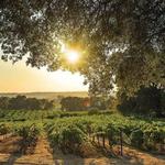 Wineries in the Amador County region