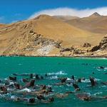 Paracas