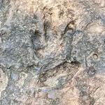 Dinosaur Footprints