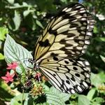 Butterfly World