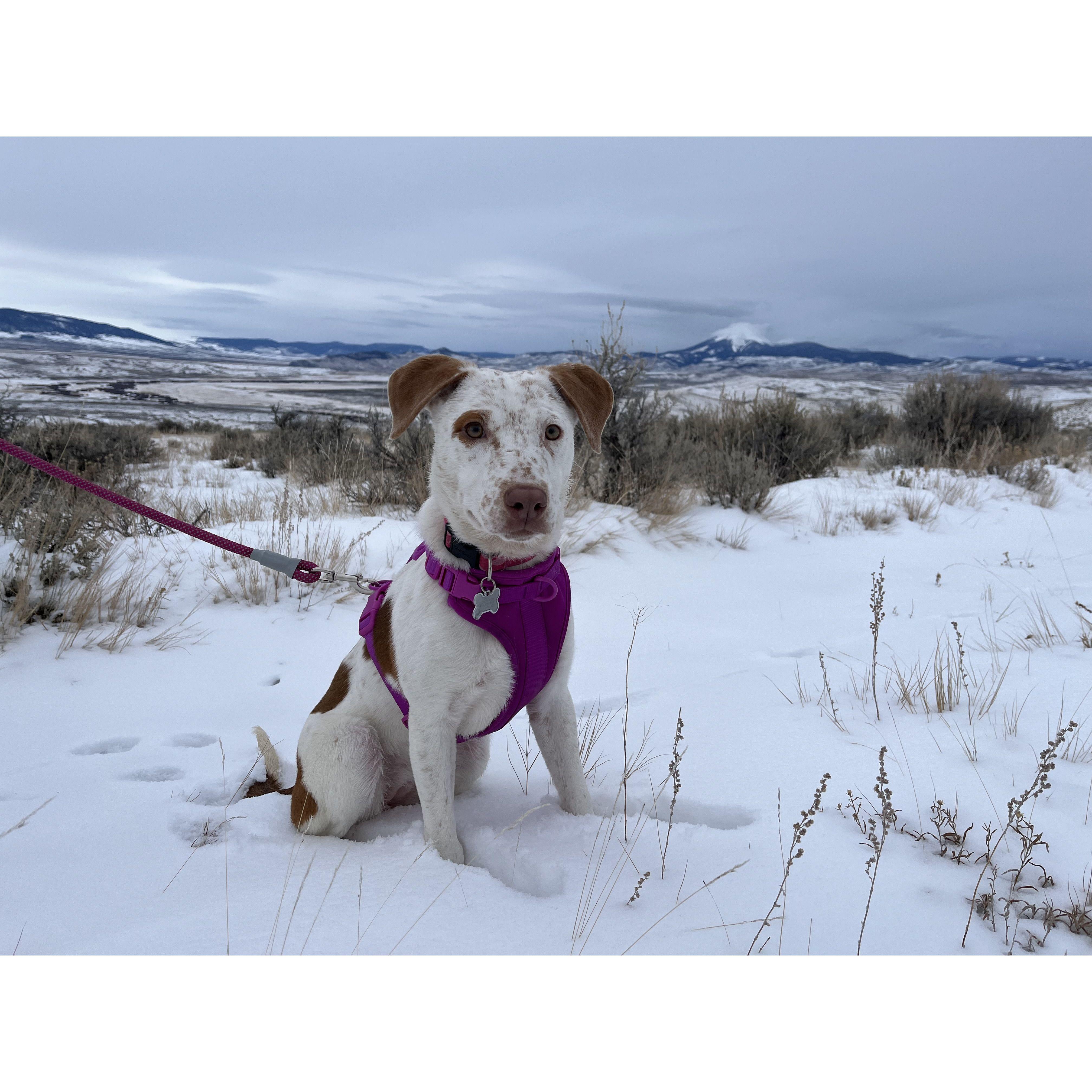Dolly's first hike in Montana