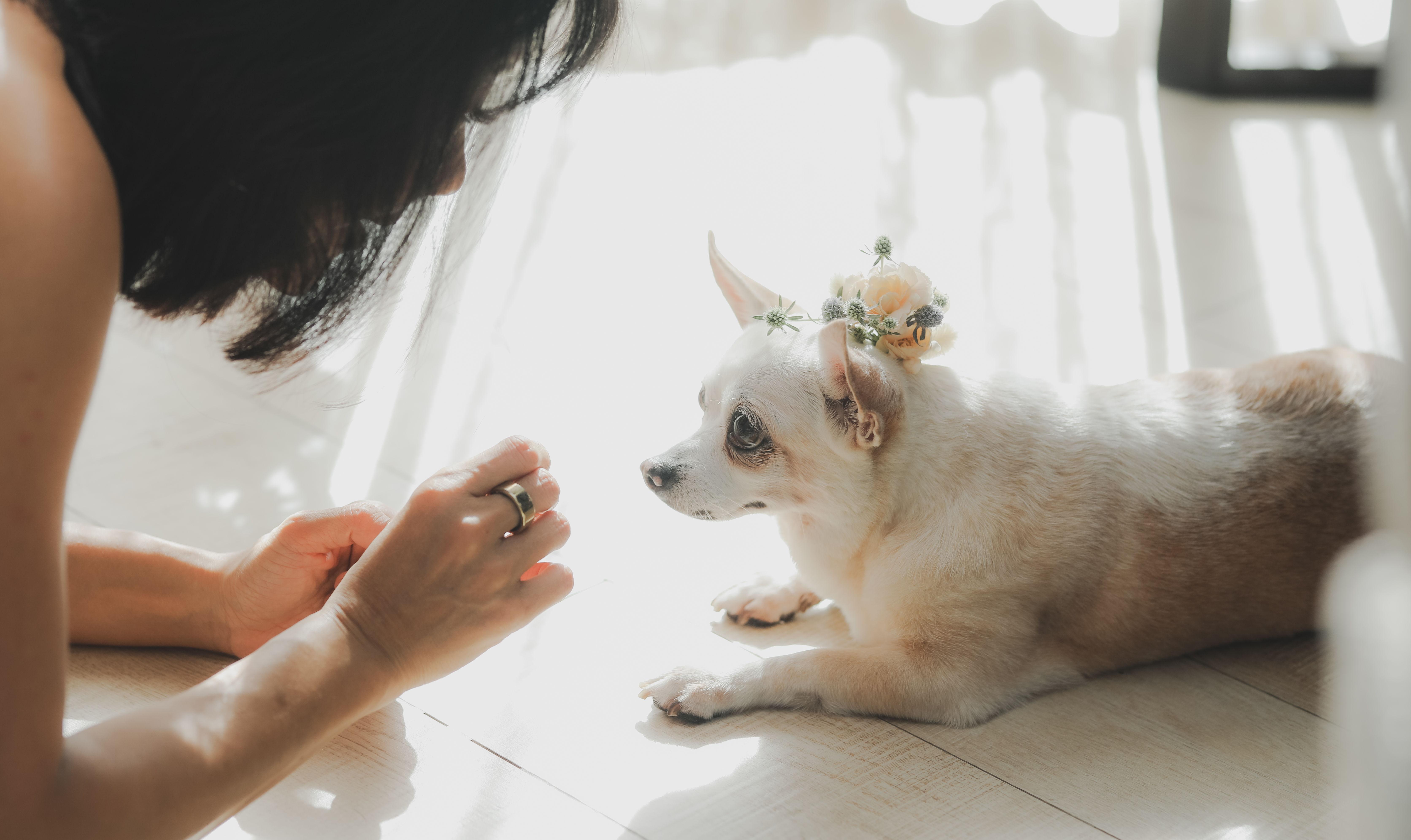 The Wedding Website of Natasha Patamapongs and Jeff Lyu