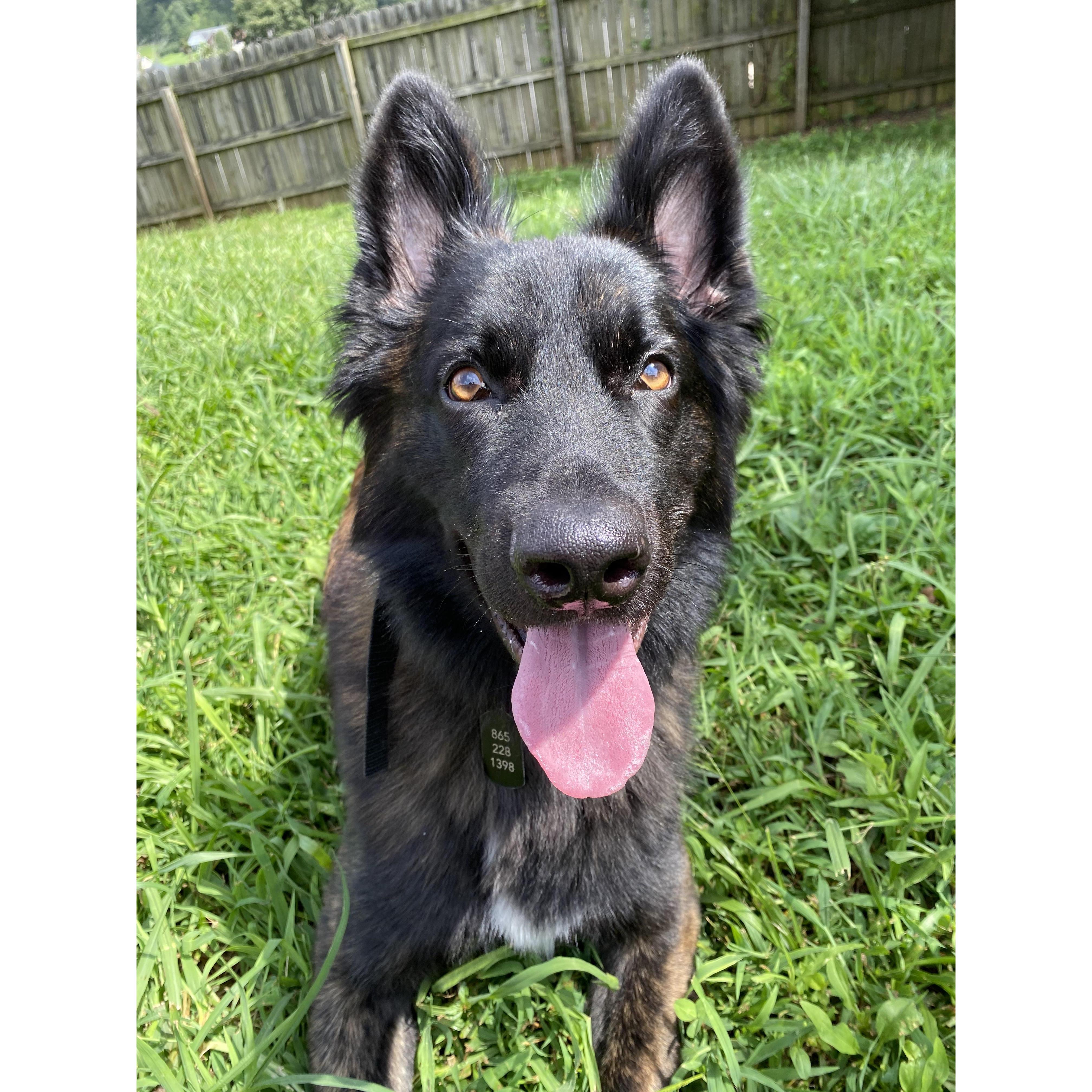 Our fur baby Oakley