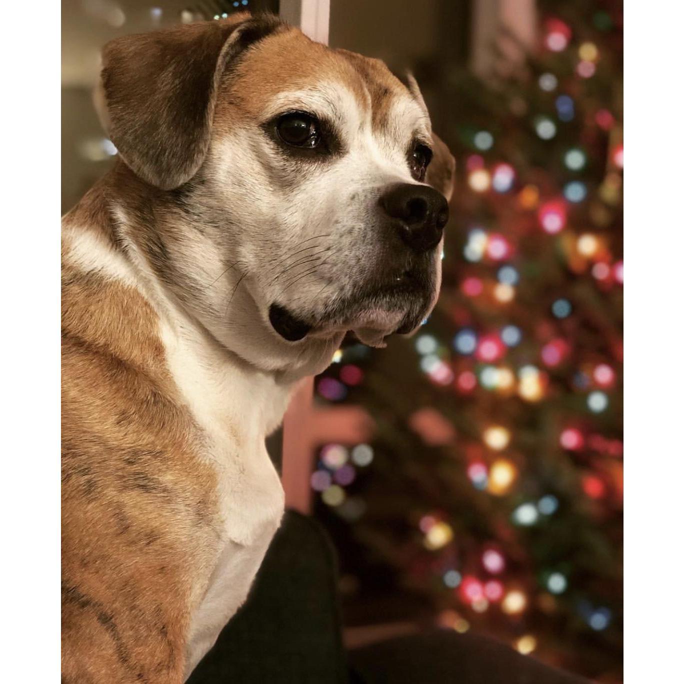 Our Beloved Beabull, Bob <3 Christmas 2018