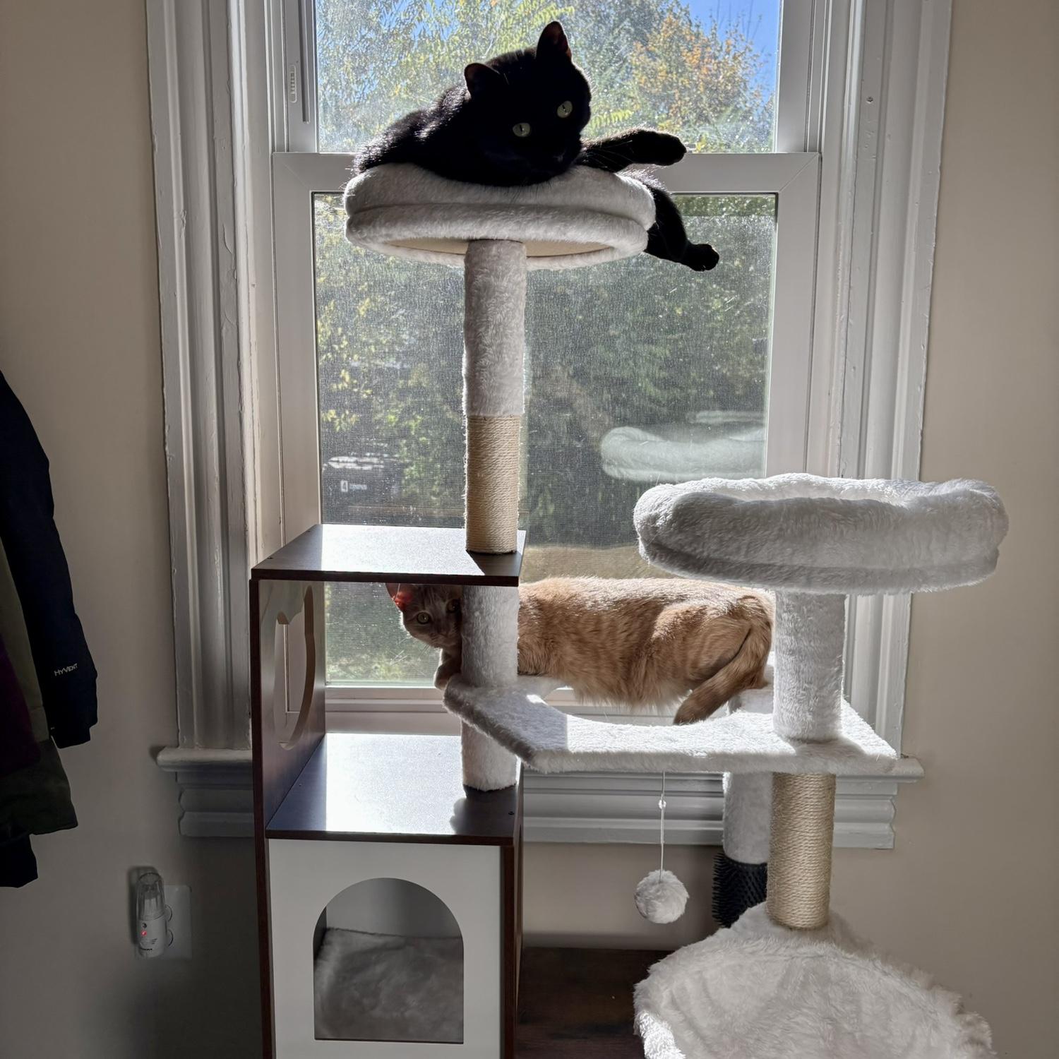 Had to include a picture of our fur babies because they’re a part of our story too!