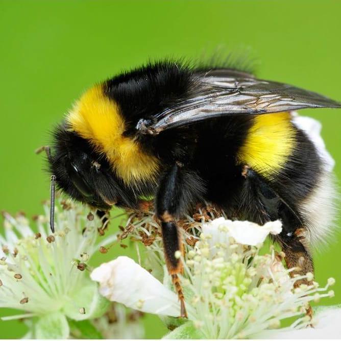 Cute Butt Baby Bee