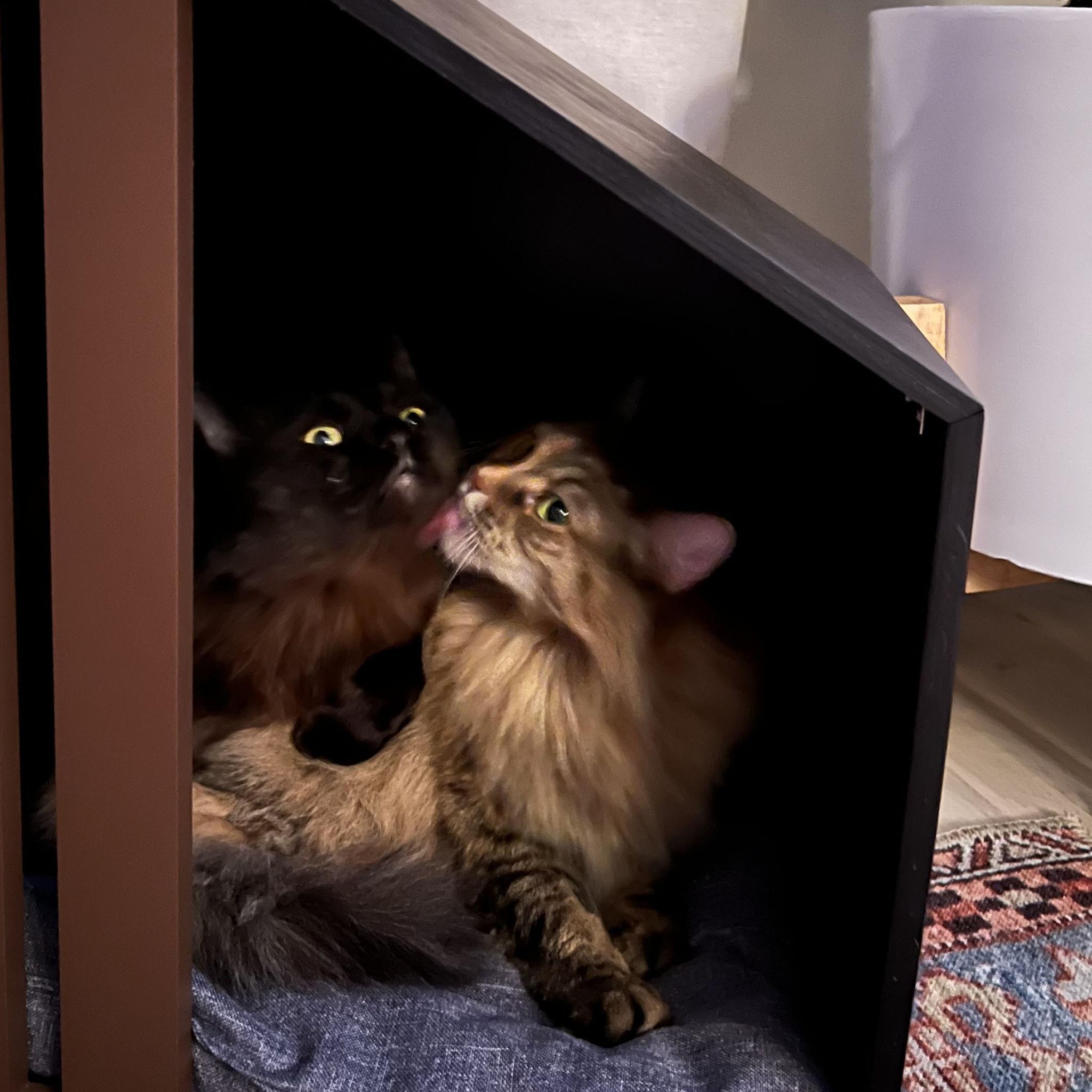 Our babies, Lily and Lola