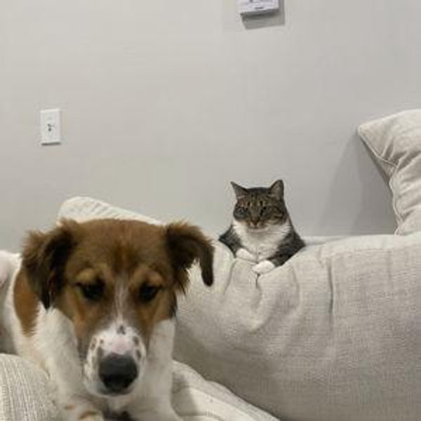 Friends of Animals Donations