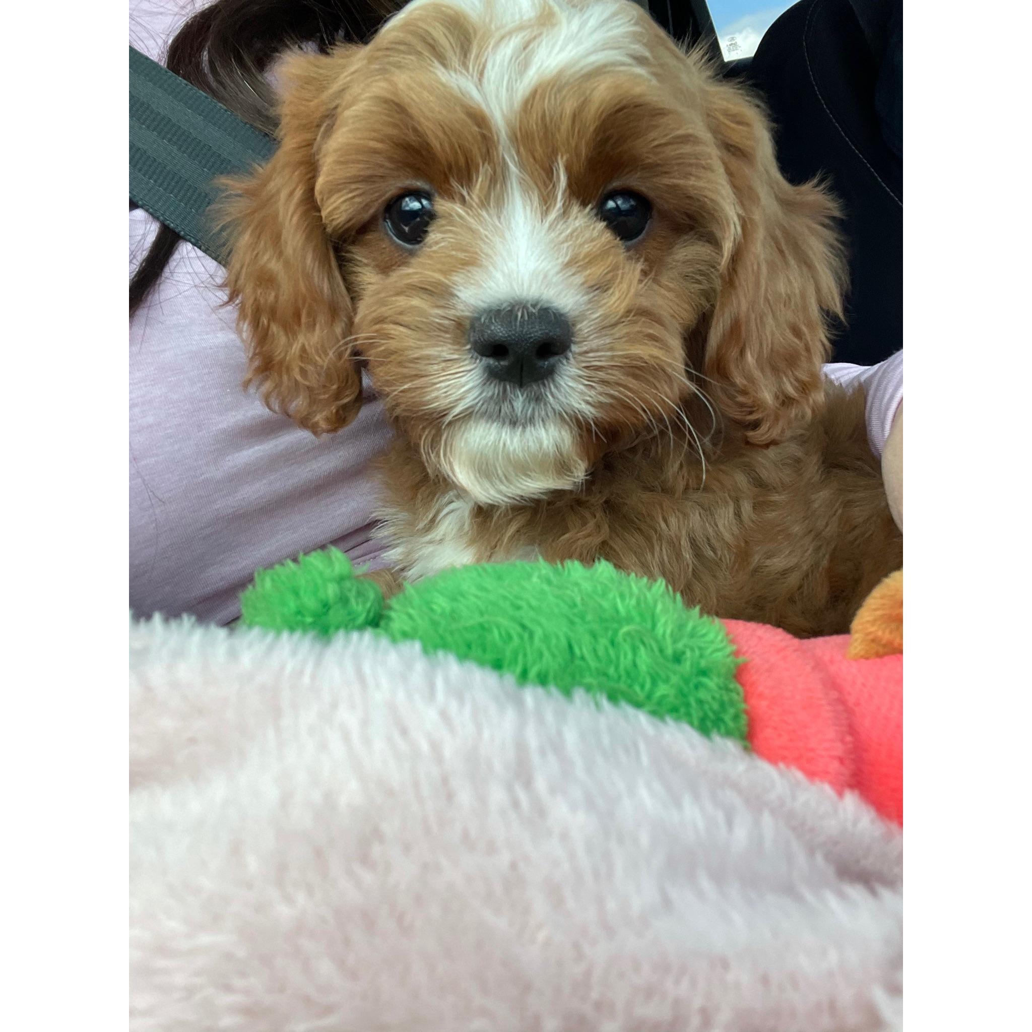 Our new addition to our little family! Meet Bordeaux Konen❤️