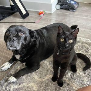 Year's Supply Of Pet Treats
