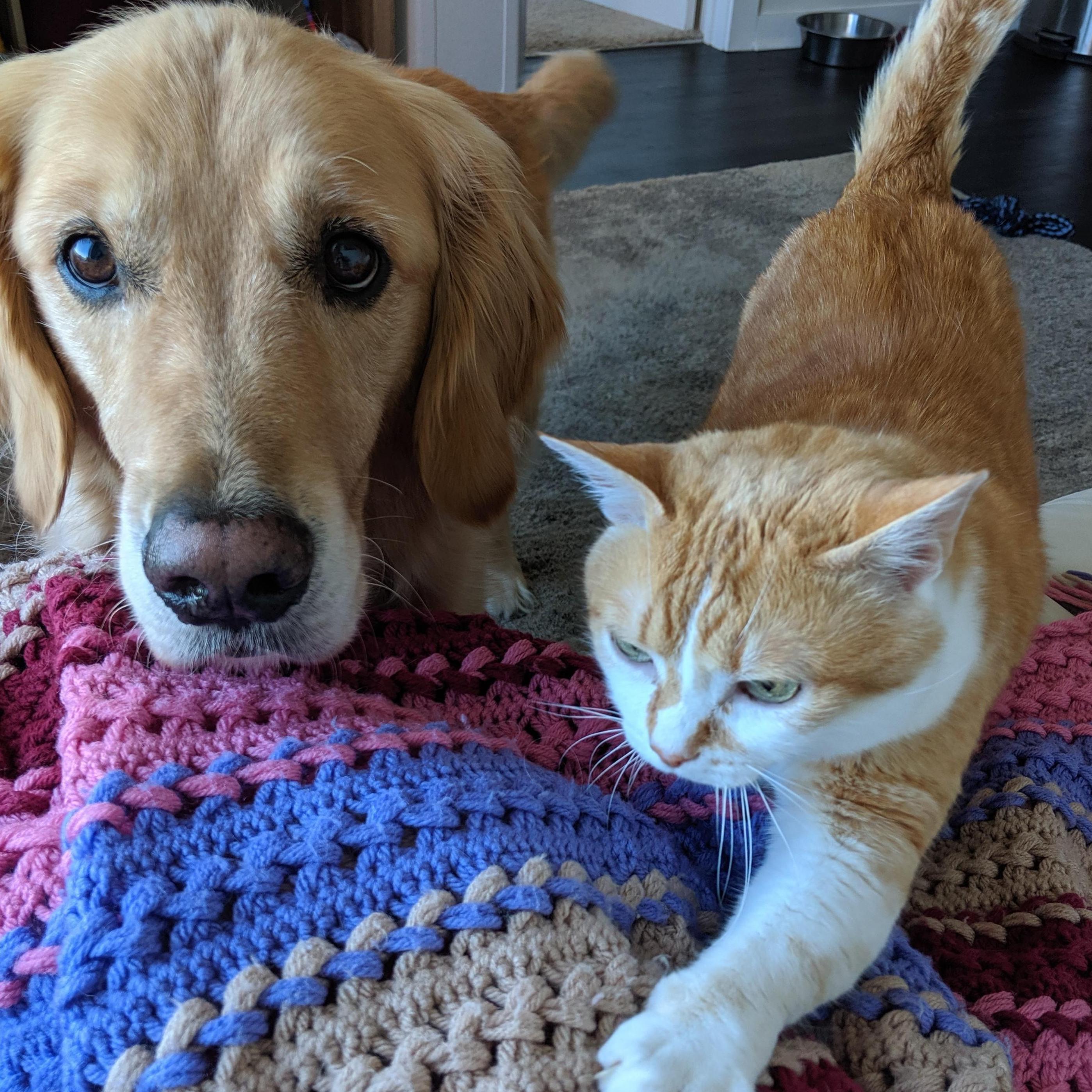 Milo and Dexter are best buddies!